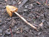 Conocybe siliginea image