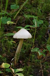 Amanita vaginata var. alba image