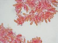 Macrocystidia cucumis image