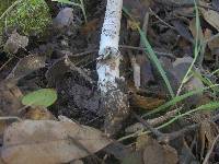 Amanita constricta image