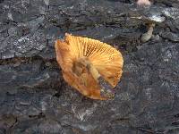 Gymnopilus luteofolius image