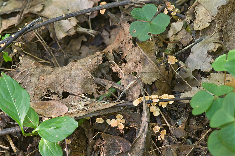 Hymenoscyphus fraxineus image