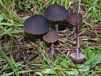 Panaeolus acuminatus image