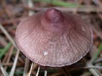 Mycena purpureofusca image