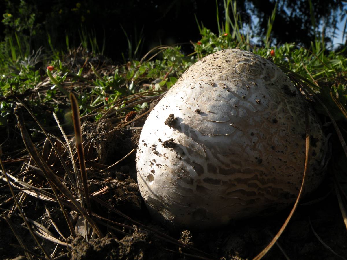 Calvatia pachydermica image