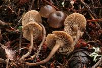 Rhodocybe hirneola image