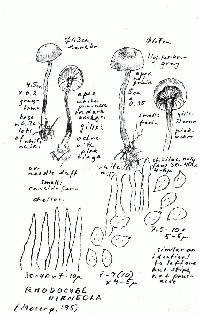 Rhodocybe hirneola image