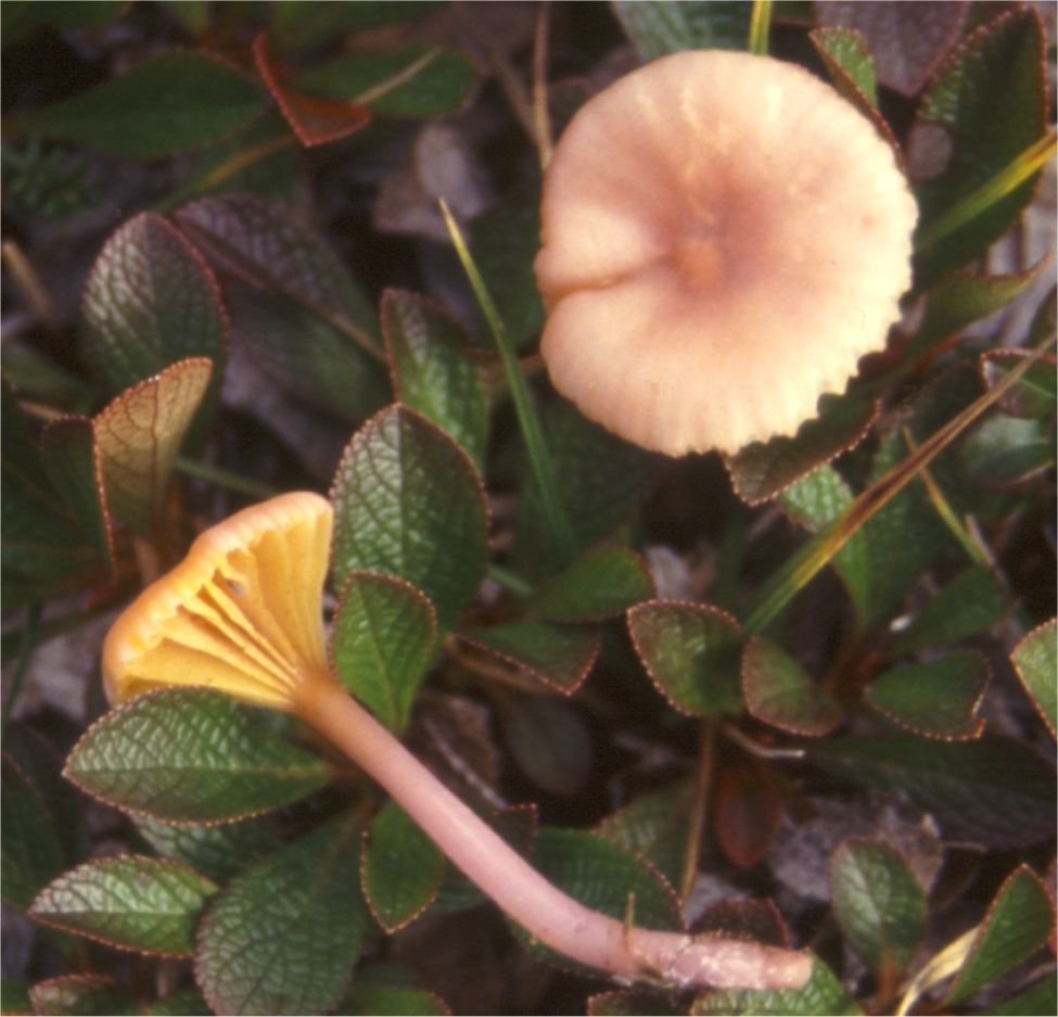 Hygrocybe lilacina image