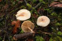 Pholiota decorata image