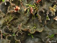 Peltigera canina image