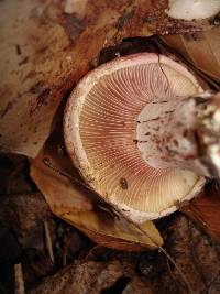 Hygrophorus russula image