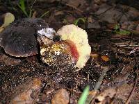 Boletus zelleri image