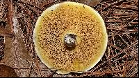 Suillus brevipes image