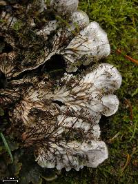 Peltigera canina image