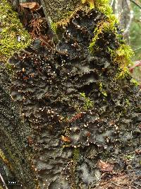 Peltigera praetextata image