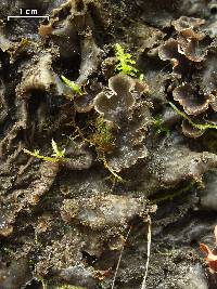 Peltigera praetextata image