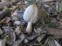 Coprinellus flocculosus image