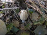 Coprinellus flocculosus image