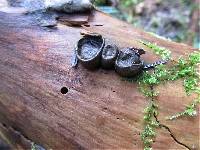 Lycogala epidendrum image