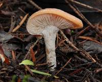 Lepista flaccida image