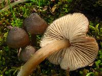 Entoloma vernum image