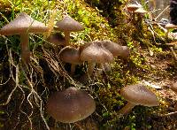 Entoloma vernum image