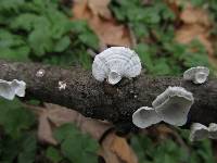 Poronidulus conchifer image