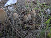 Coprinellus flocculosus image