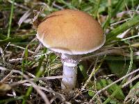 Stropharia coronilla image
