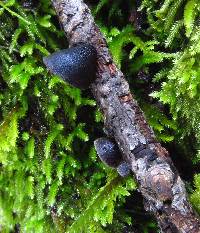 Resupinatus applicatus image