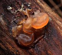 Phaeotremella frondosa image