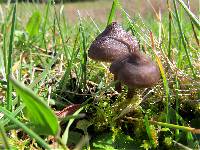 Entoloma sericeum image