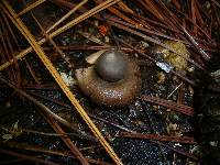 Geastrum javanicum image