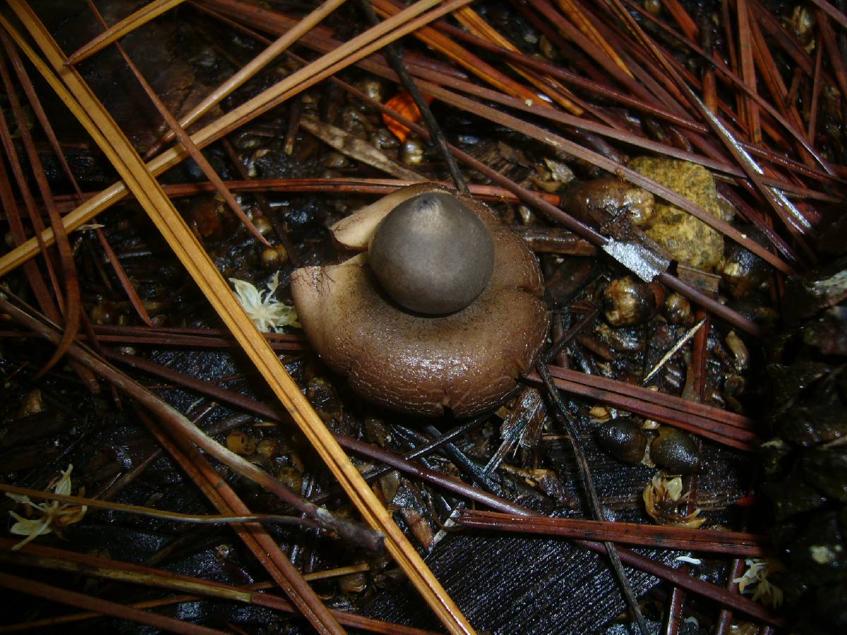 Geastrum javanicum image