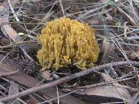 Ramaria abietina image