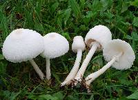 Leucocoprinus cepistipes image