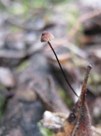 Marasmius quercophilus image