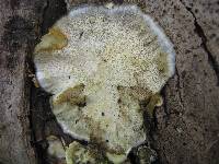 Bjerkandera adusta image