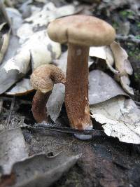 Tricholoma psammopus image