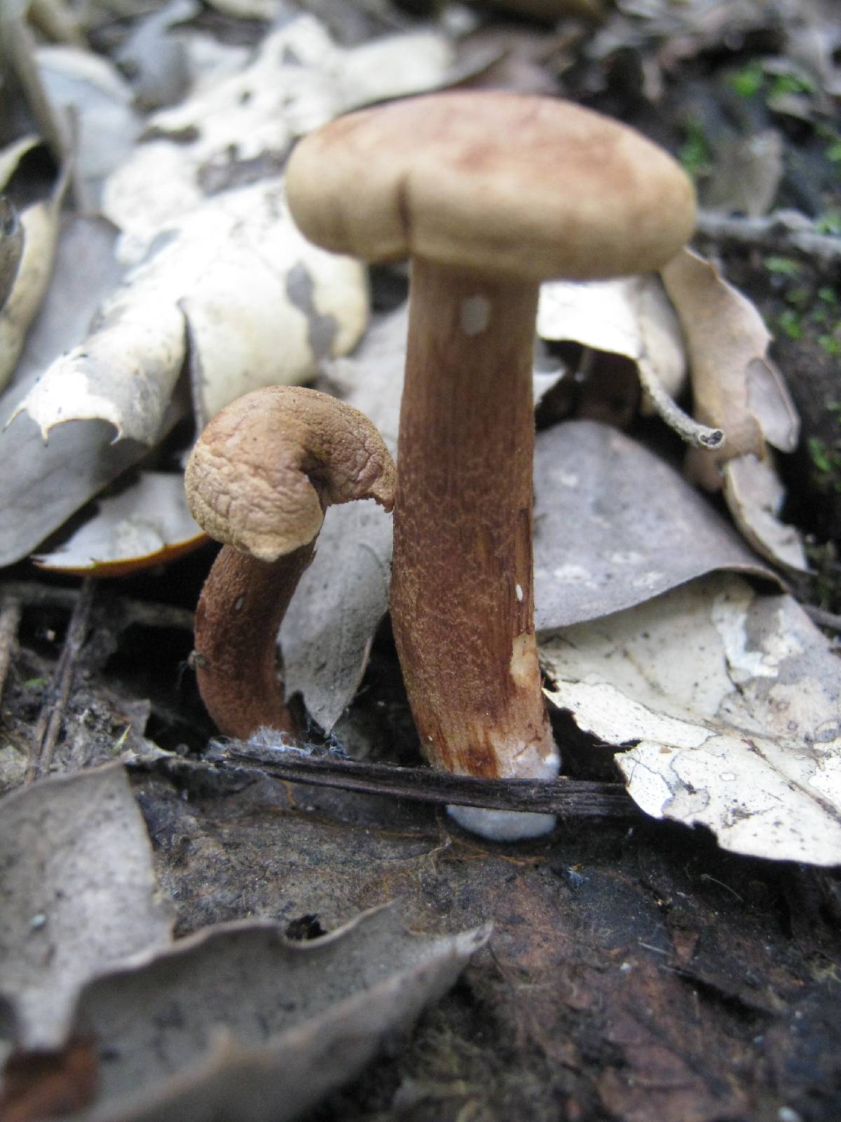 Tricholoma psammopus image