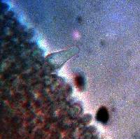 Psathyrella piluliformis image