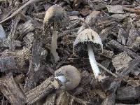 Coprinellus flocculosus image