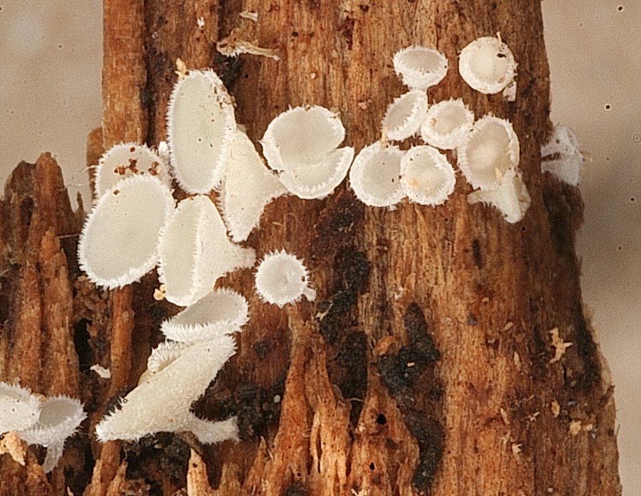 Dasyscyphella montana image