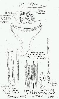 Dasyscyphella montana image