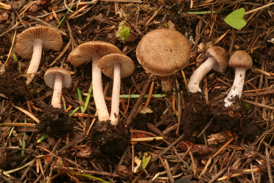 Inocybe pusio image