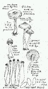 Inocybe pusio image