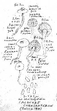 Rugosomyces chrysenteron image