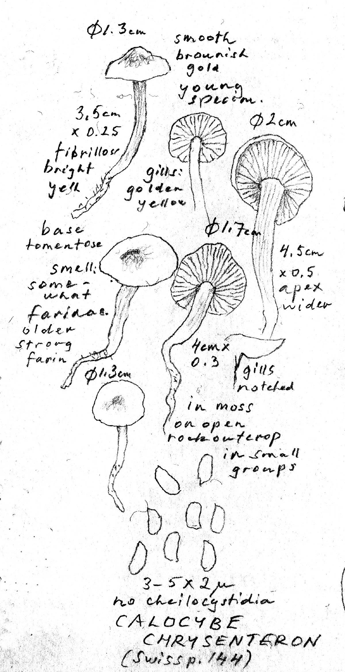 Rugosomyces chrysenteron image