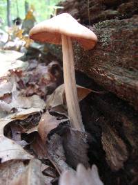 Entoloma strictius image