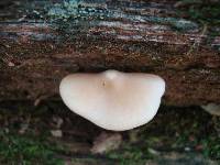 Entoloma strictius image